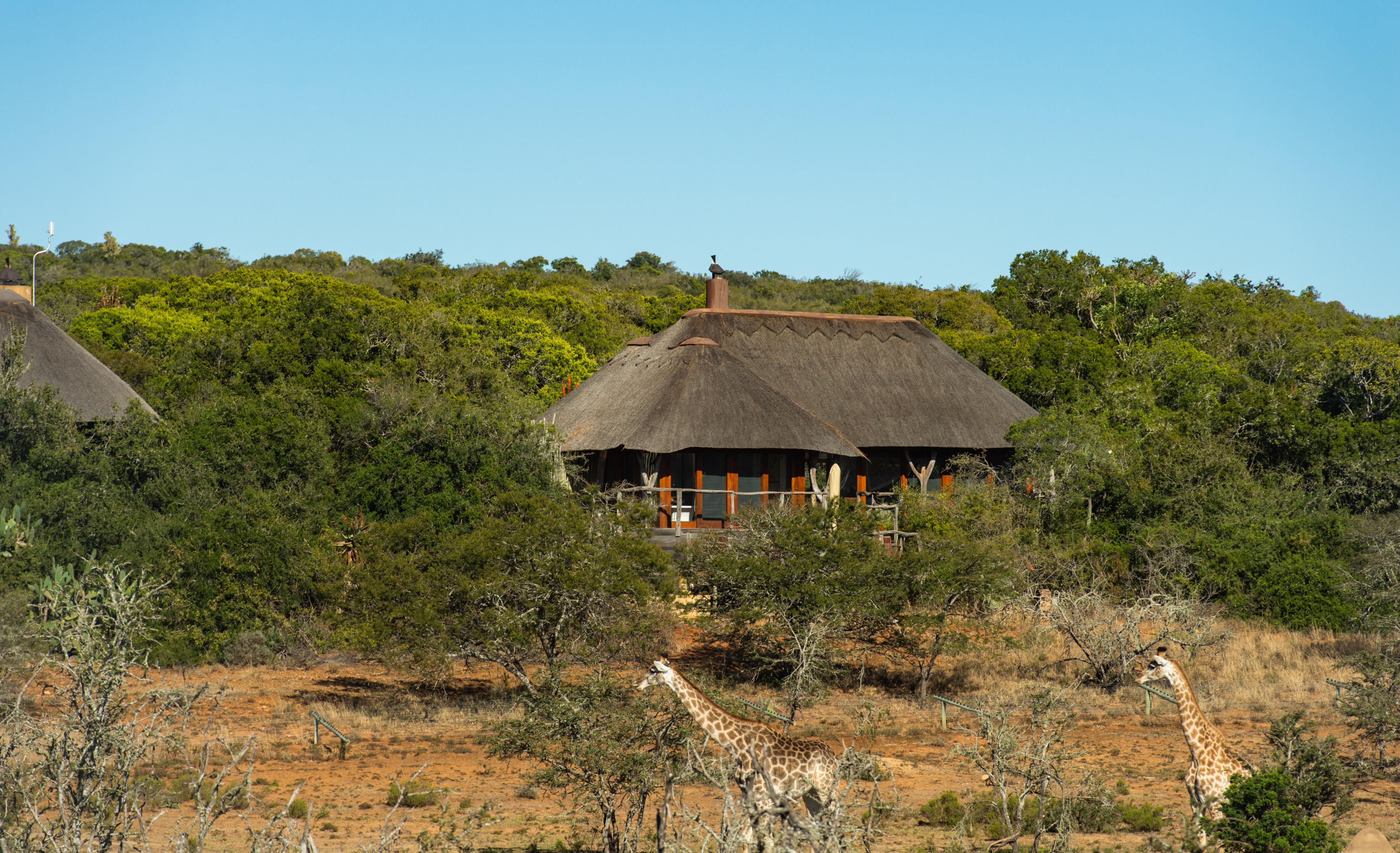 Pumba Private Game Reserve Port Elizabeth Exterior photo